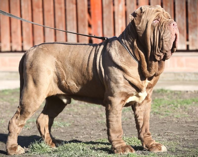 Neapolitan Mastiff