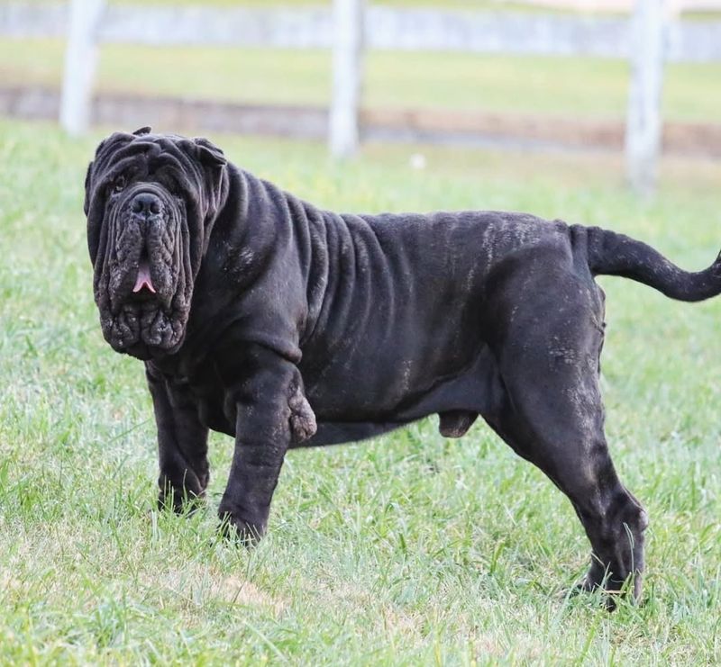 Neapolitan Mastiff