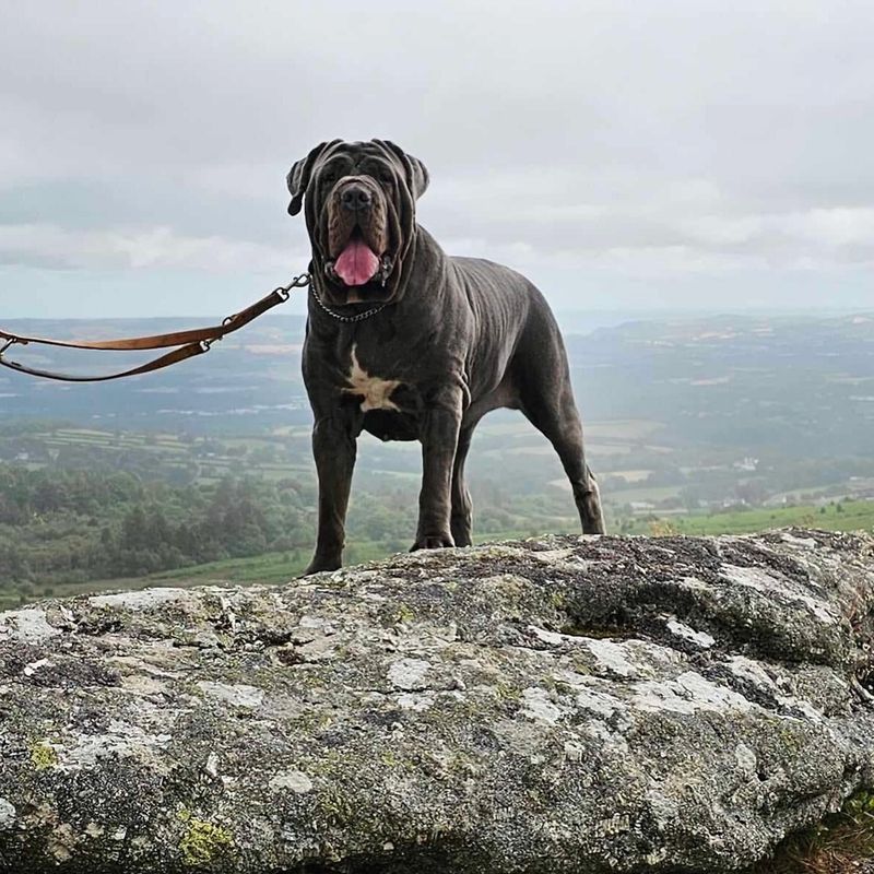 Neapolitan Mastiff