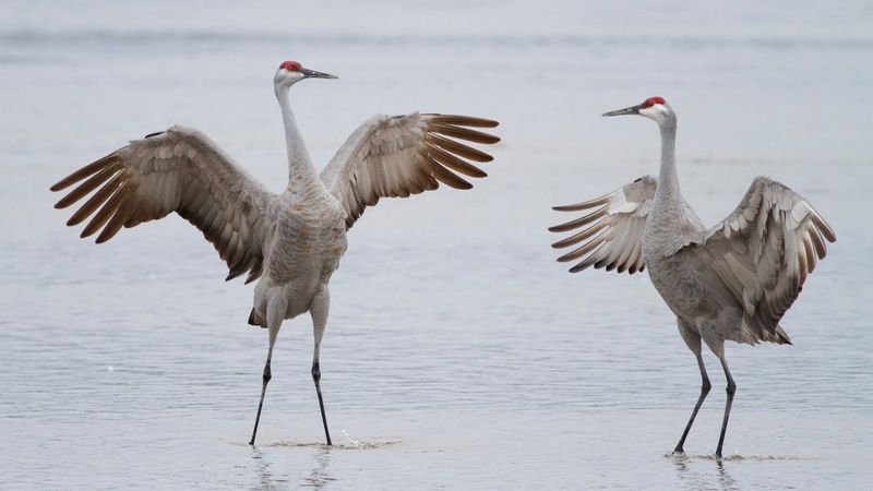 Nebraska's Sandhill Crane