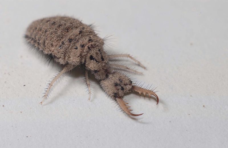 Nebraska's Giant Antlion