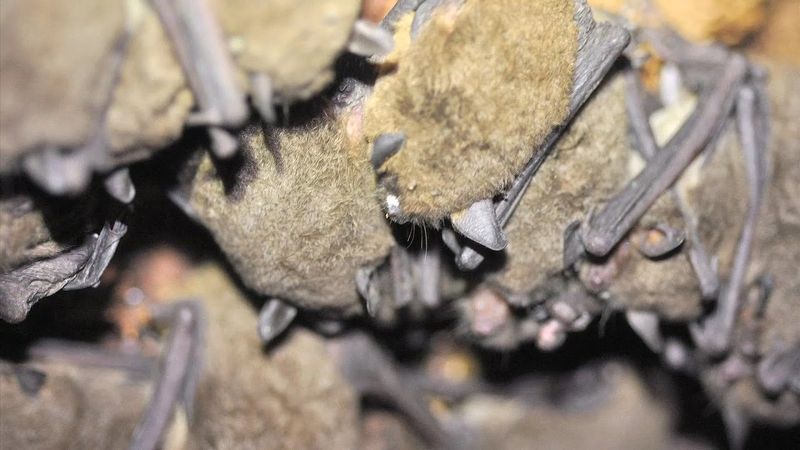 Nebraska's Grassland Bats