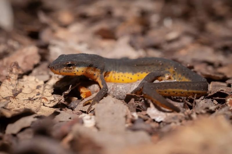 Nebraska's Prairie Phantom: Central Newt