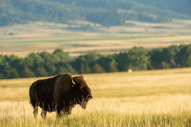 Nebraska: American Bison