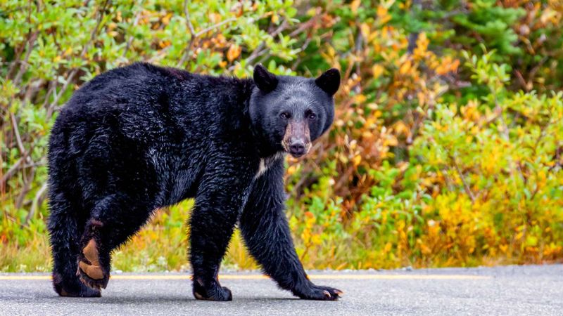 Nebraska Bear