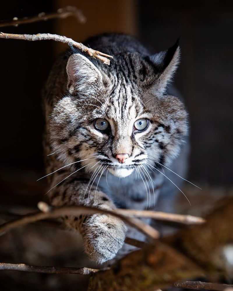 Nebraska - Bobcat