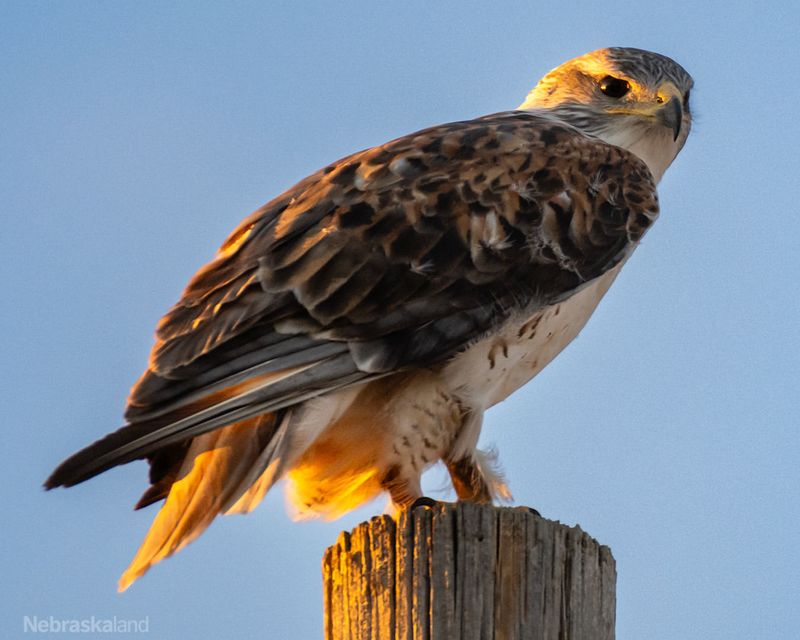 Nebraska - Ferruginous Hawk