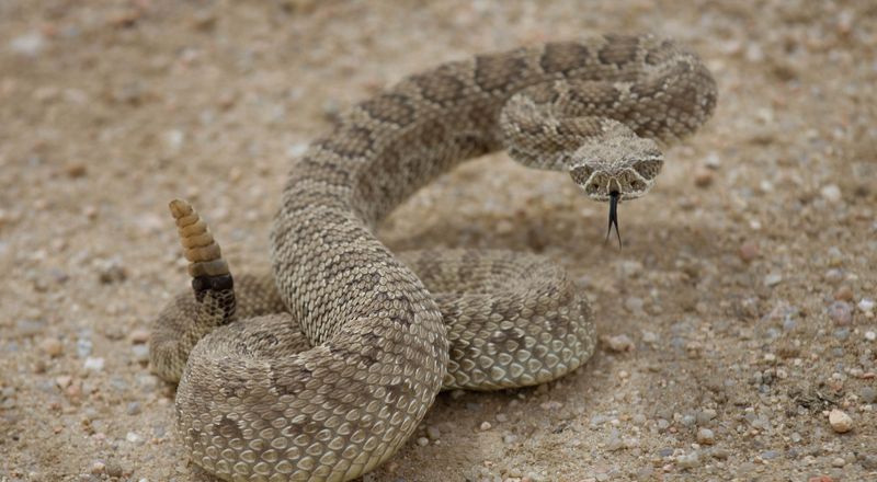 Nebraska - Prairie Rattlesnake