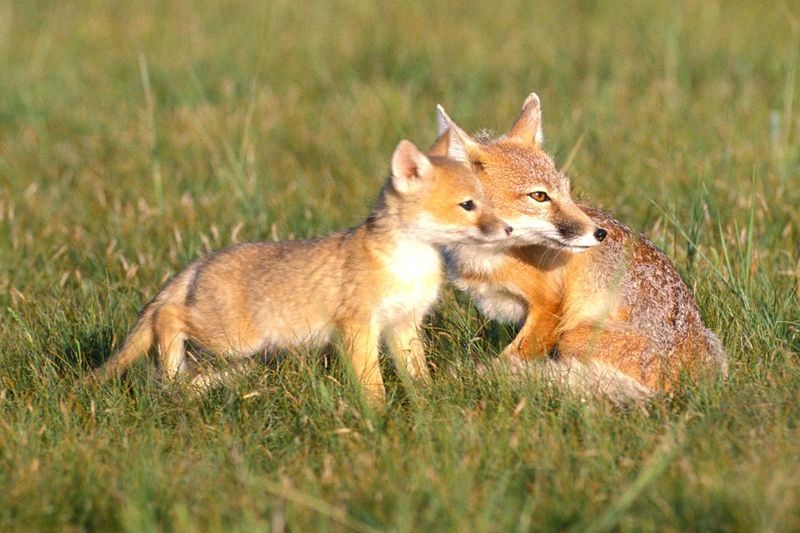 Nebraska - Swift Fox