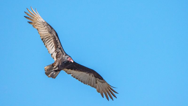 Nebraska - Turkey Vulture