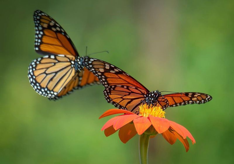 Nectar Source Decline