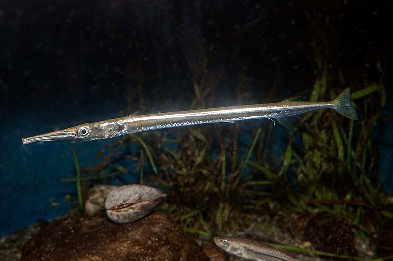 Needlefish