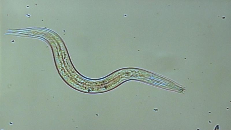 Nematode