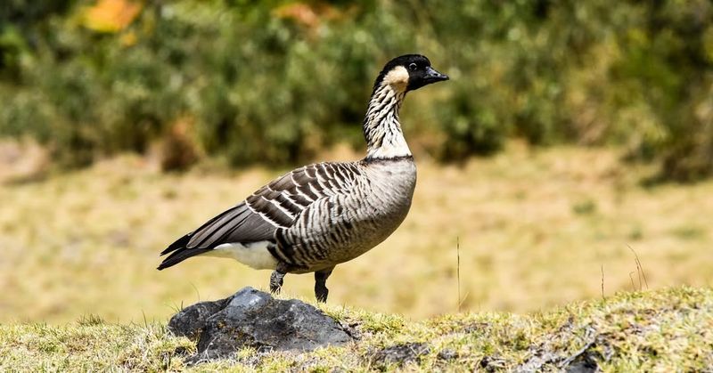 Nene Goose (Hawaii)