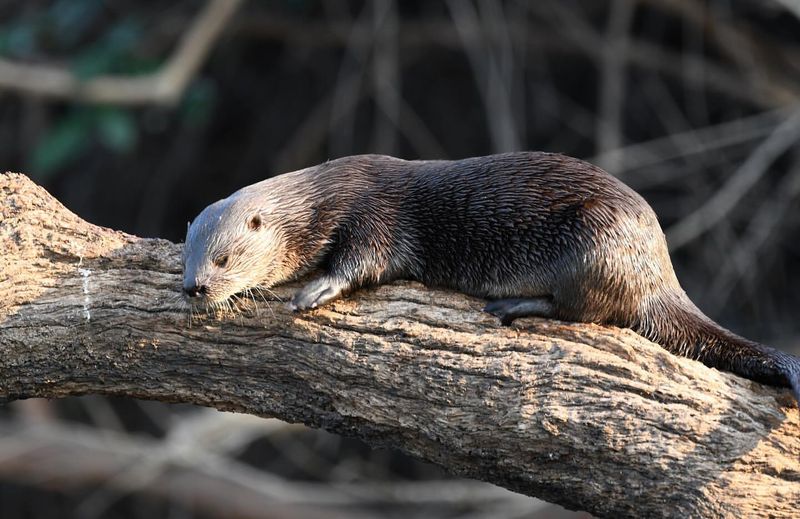 Neotropical Otter