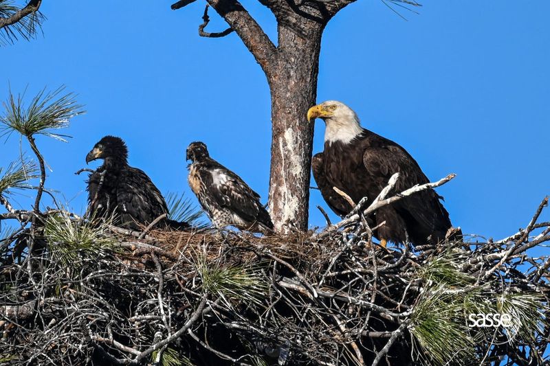 Nest Construction