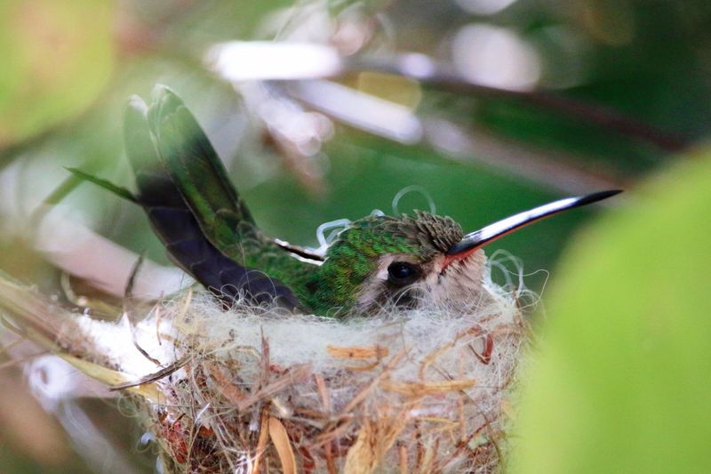 Nest Materials