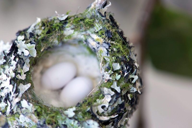 Nest Reuse and Adaptation