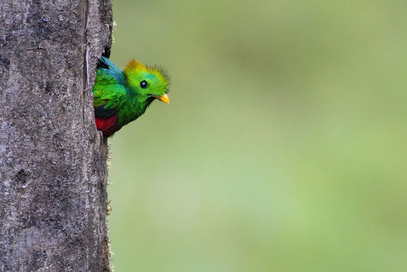 Nesting in Tree Cavities