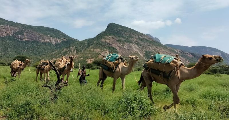 Nevada's Camel Patrol