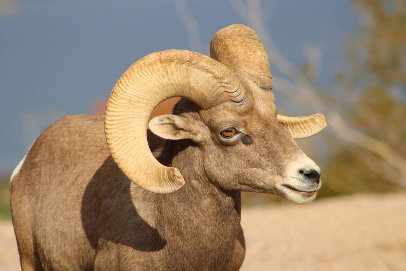 Nevada's Desert Bighorn Sheep