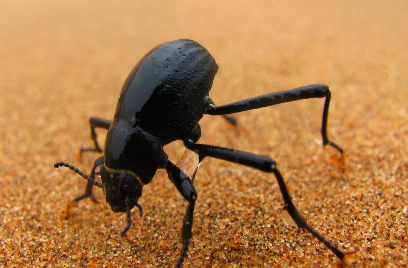 Nevada's Giant Desert Beetle