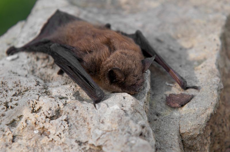 Nevada's Desert Bats