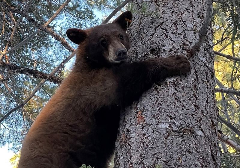 Nevada Bear