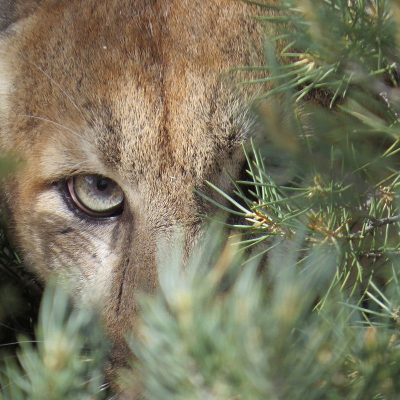 Nevada - Cougar