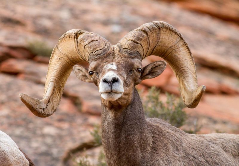 Nevada: Desert Bighorn Sheep