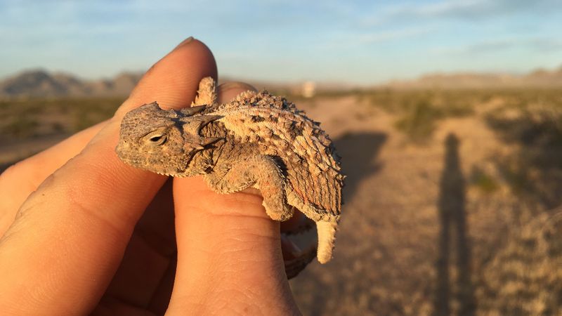 Nevada Desert Horned Lizard