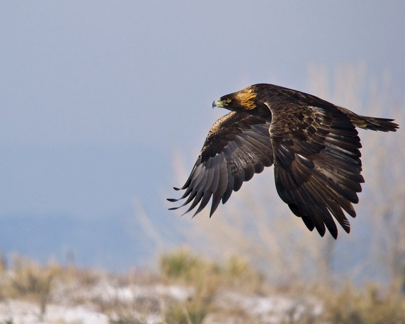 Nevada - Golden Eagle