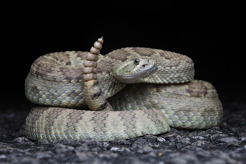 Nevada - Mojave Rattlesnake