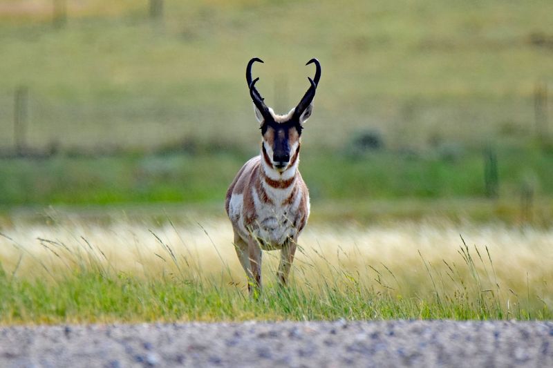 Nevada - Pronghorn