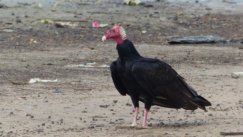 Nevada - Turkey Vulture