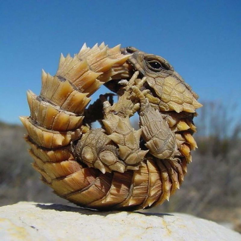 Nevada's Dune-Rolling Armadillo