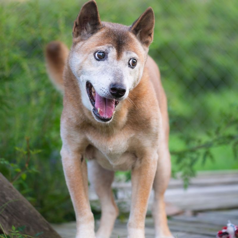 New Guinea Singing Dog