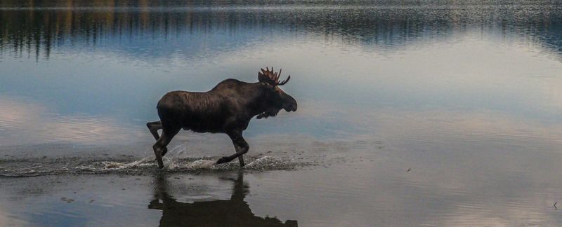 New Hampshire's Moose