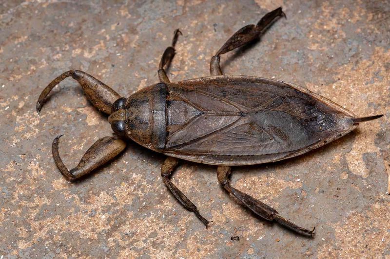 New Hampshire's Giant Water Bug