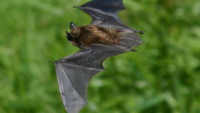 New Hampshire's Granite State Bats