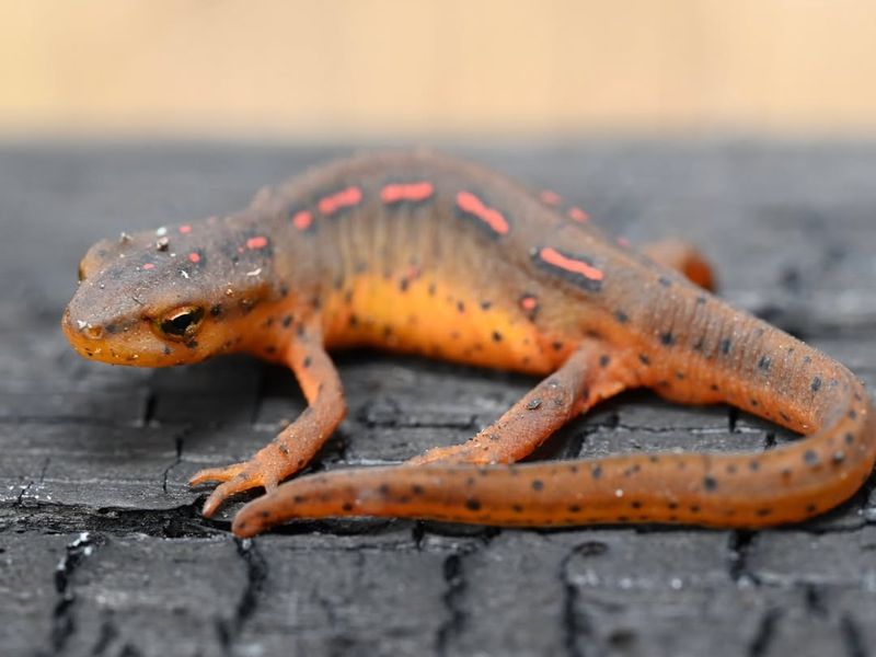 New Hampshire's Woodland Wonder: Eastern Newt