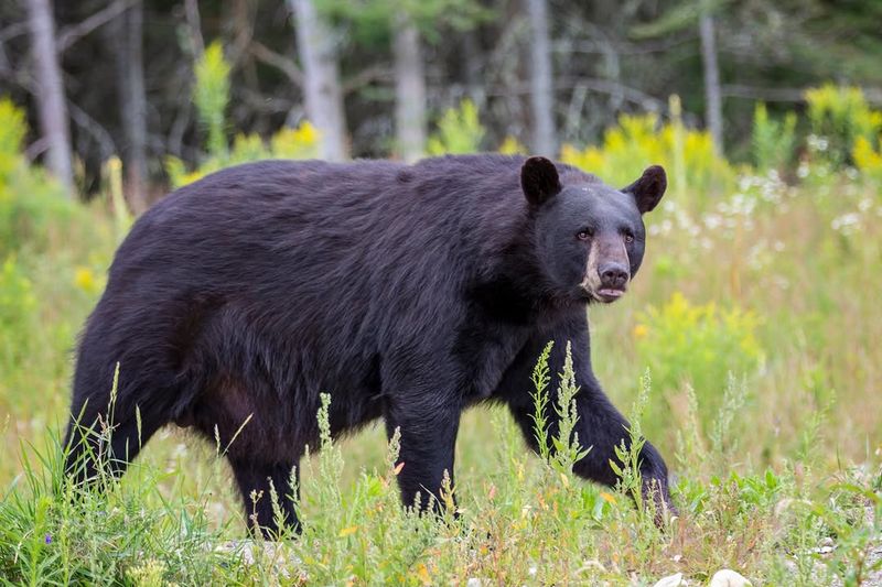 New Hampshire - Black Bears