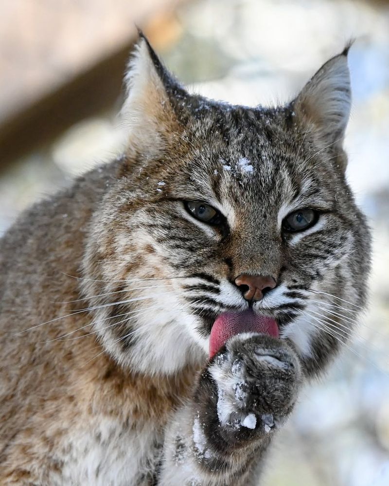 New Hampshire - Canada Lynx