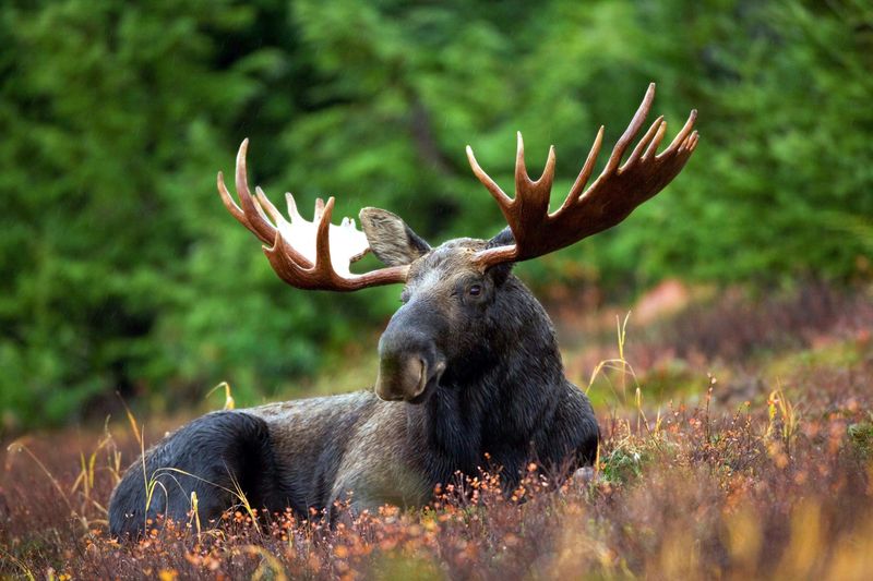 New Hampshire: Moose