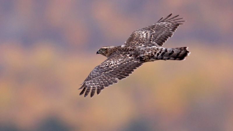 New Hampshire - Northern Goshawk