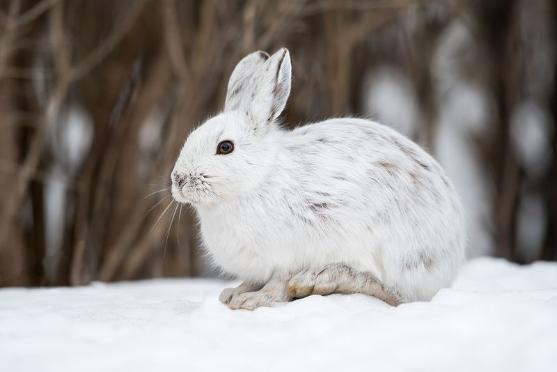 New Hampshire - Snowshoe Hare