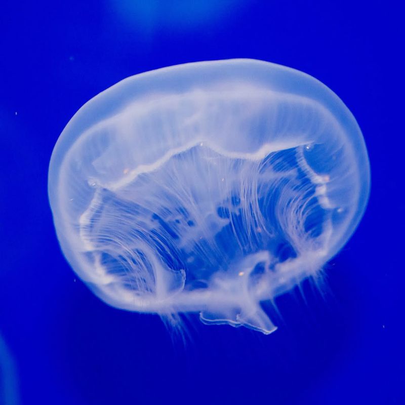 New Hampshire - The Enormous Moon Jellyfish