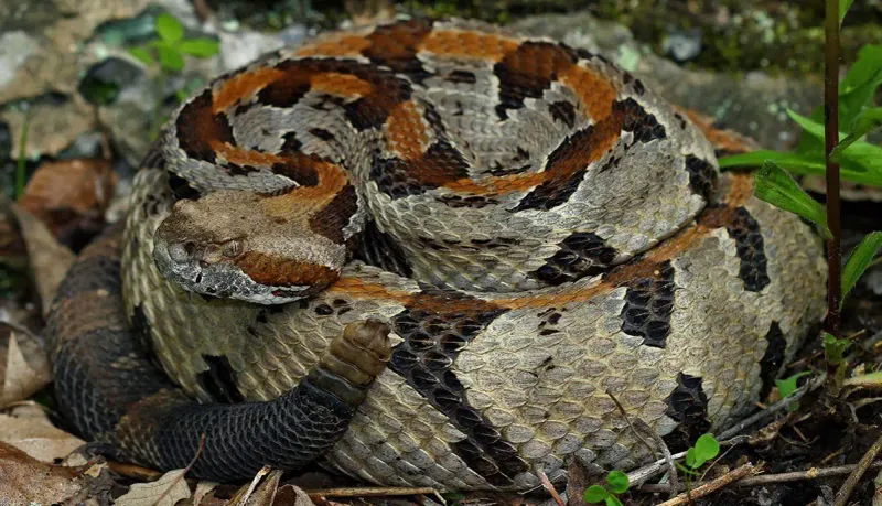 New Hampshire - Timber Rattlesnake