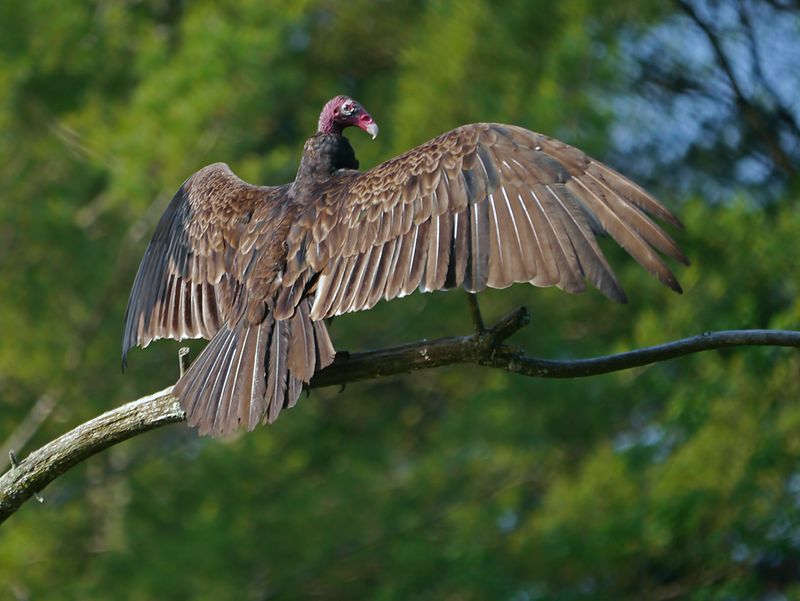 New Hampshire - Turkey Vulture