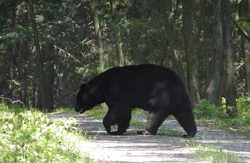 New Jersey's Black Bear